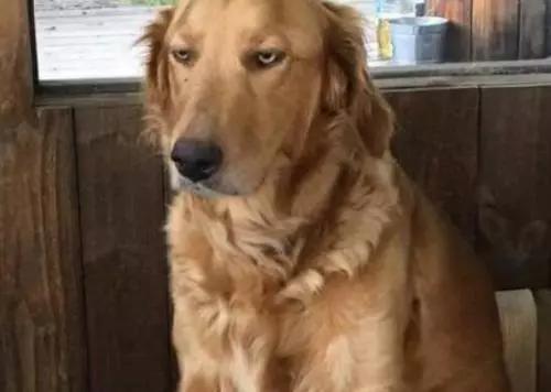 舔一下狗毛会得狂犬病吗,舔狗一下狗狗会有什么反应