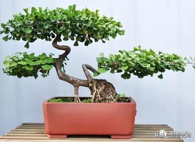 天生好养的36种盆景植物,什么植物盆景适合屋内养