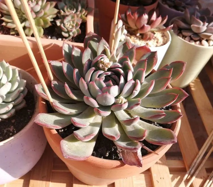 我和多肉,我与多肉