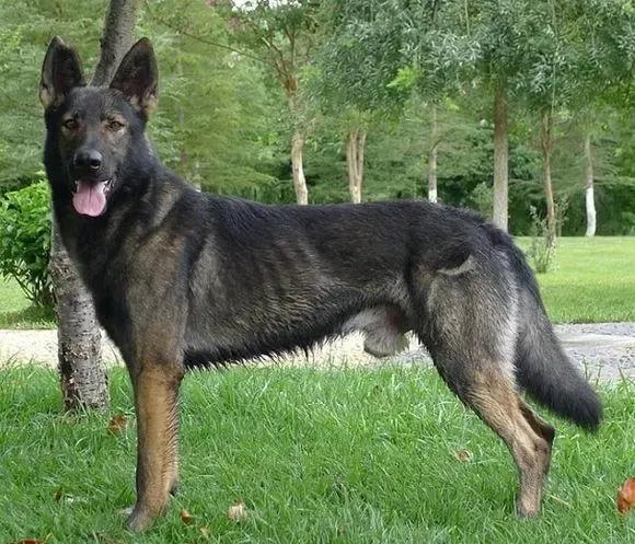 各国猛犬品种排名,各国品种猛犬