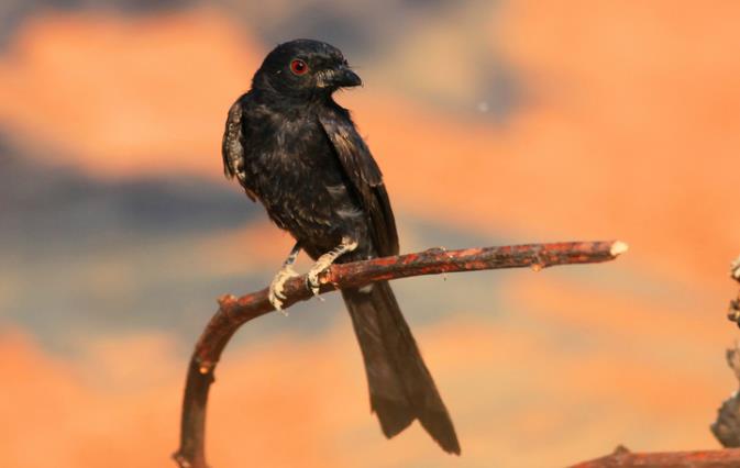 有模仿能力的鸟有哪些,一种鸟模仿70多种声音