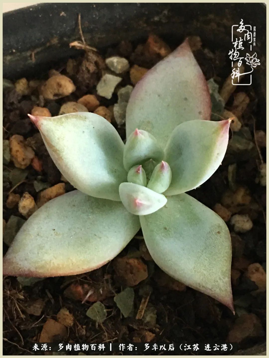 多去花前谈以后，少来月下忆当年