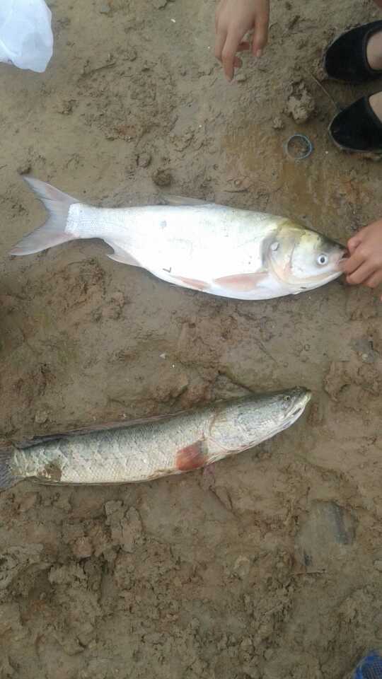 渔乐鱼乐失去的尘世美