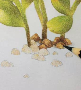 彩铅画入门教程多肉,彩铅画教程入门多肉