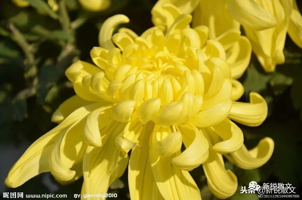 红楼梦众姐妹对诗,红楼梦众姊妹作诗