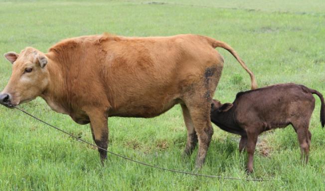 牛犊粪便带肠粘膜怎么治疗,犊牛腹泻的治疗与预防方法