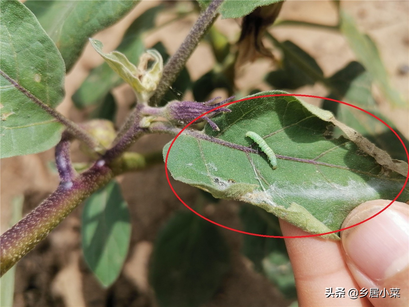 茄子叶片有小虫,茄子卷叶的原因有什么解决方法