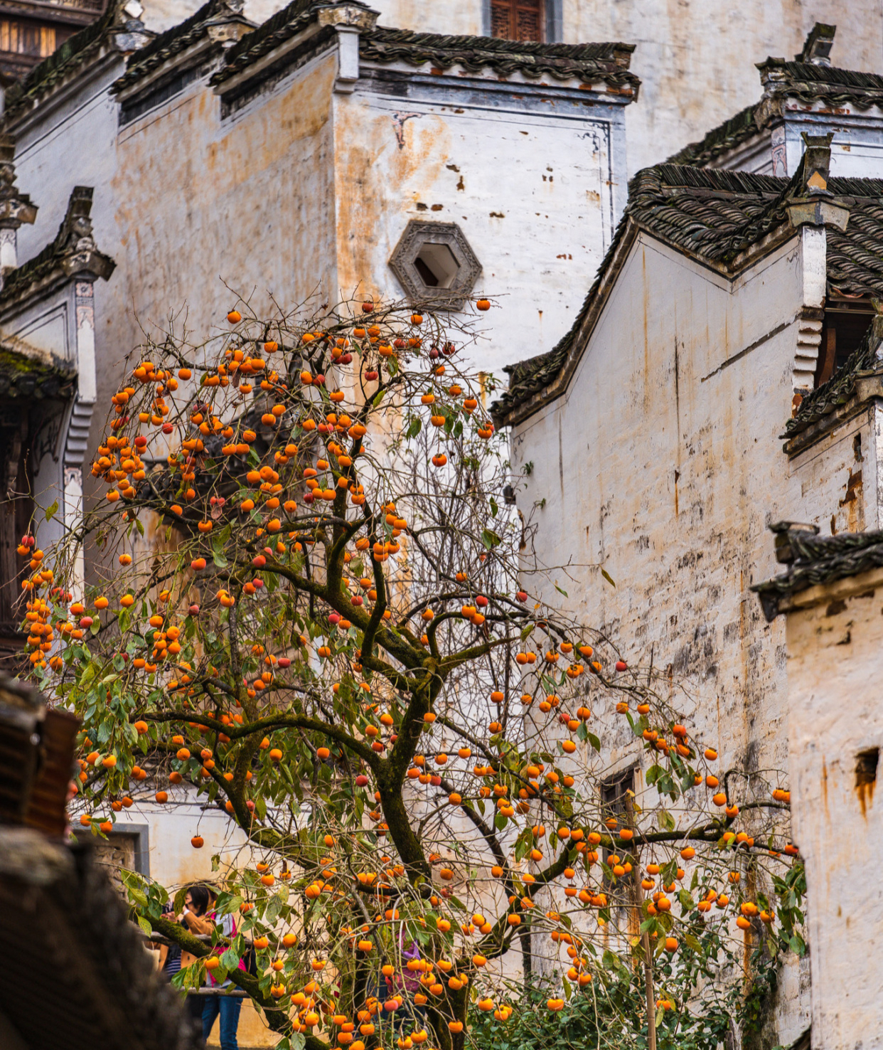 农村后院适合种啥树,家里种哪五种树可以旺家多子多福