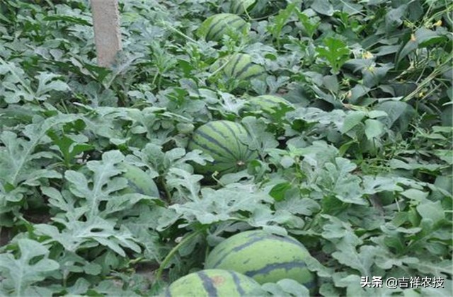 早春大棚西瓜种植管理技术,春季大棚西瓜种植技术完整版
