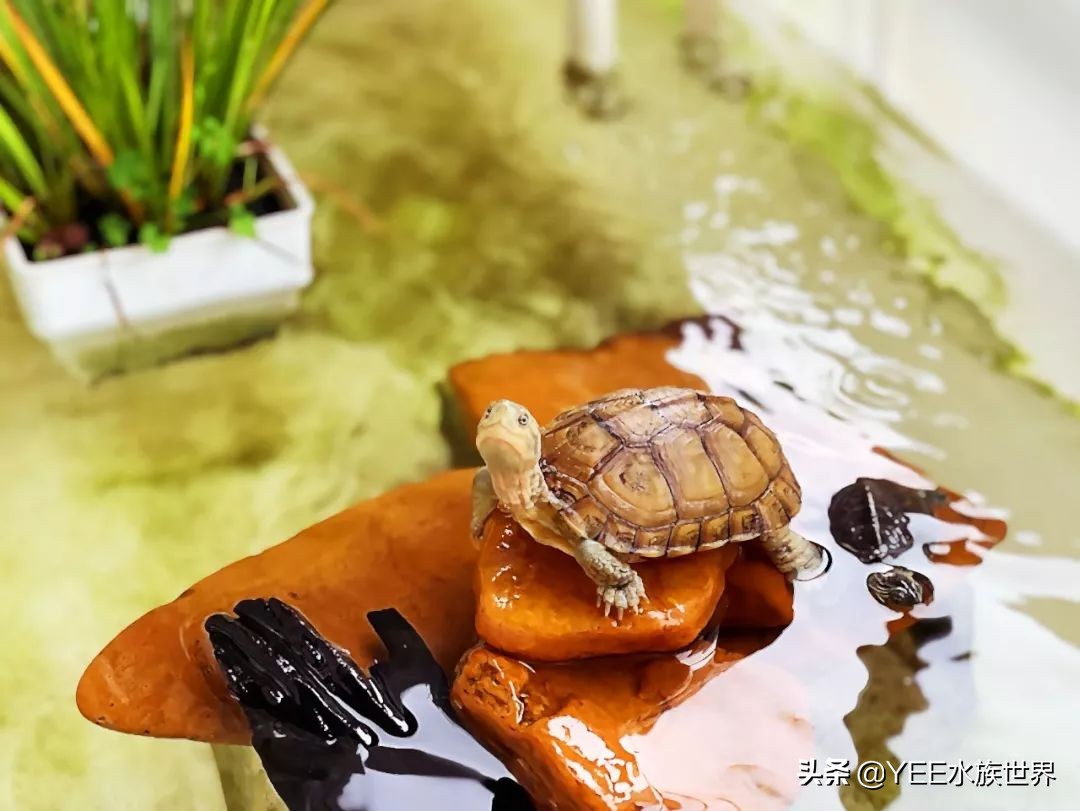 不冬眠的乌龟是什么品种,不冬眠的乌龟怎样过冬