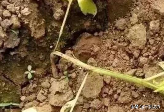 常见的蔬菜根部病害如何科学防治？