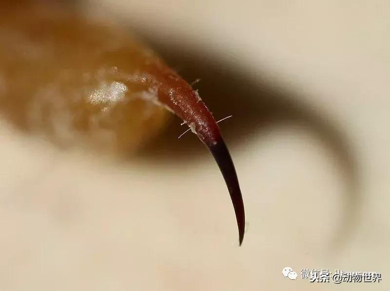 蝎子的全名叫什么,蝎子百科全书