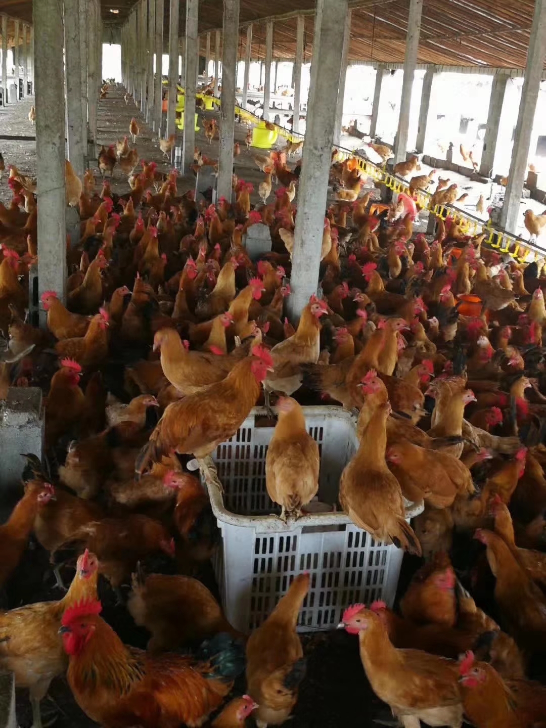 养鸡大小不均匀的解决方法,养鸡后期吃料少怎么办