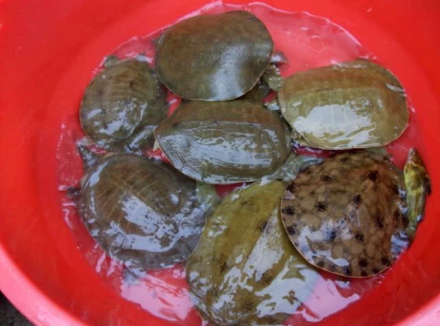 池塘钓野生甲鱼的最佳方法,野生甲鱼的生活习性及钓法