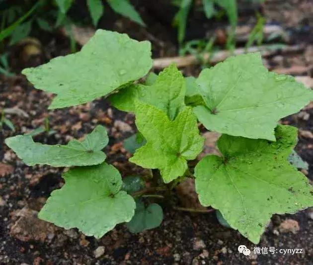 药食同源金花葵,金花葵是药食同源食品吗