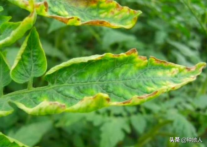 钾元素对植物的长势有无影响,钾肥的危害