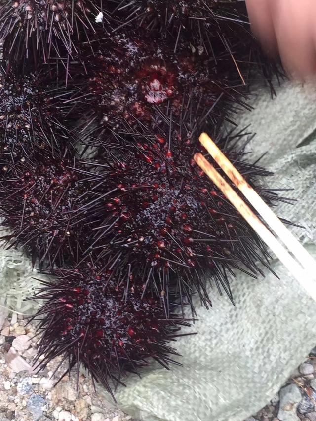 奇妙假期解说,奇妙假期一日游