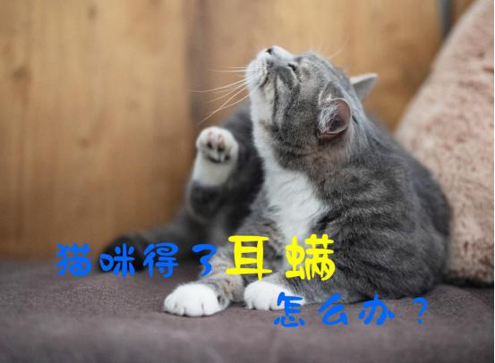 猫咪耳螨严重应该如何处理,猫咪耳螨比较严重怎么办