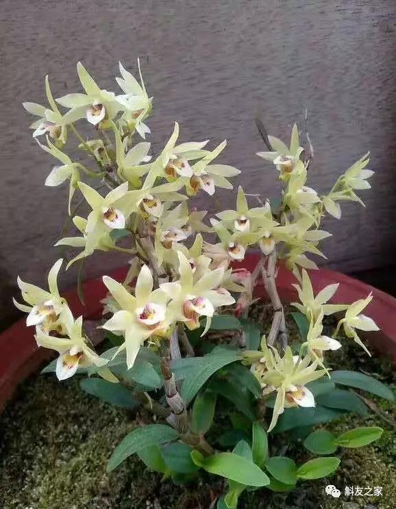 石斛兰叶子变黄的解决办法,石斛兰叶子变黄了怎么解决