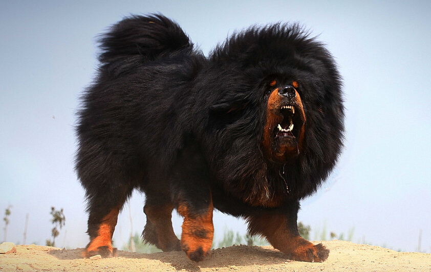 狗界中有哪些狗狗之最,狗界最富有的狗子