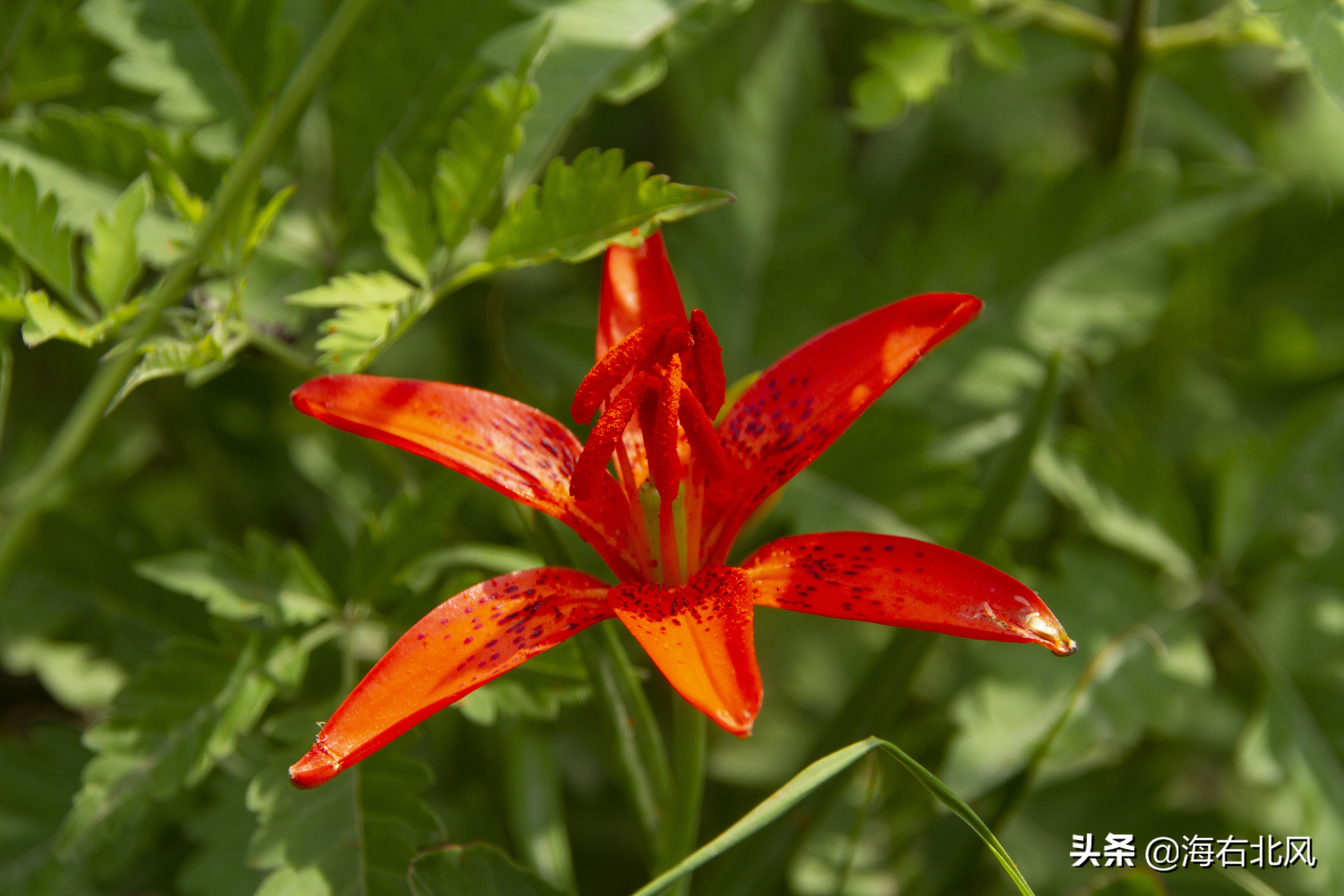 藕池镇有玩游戏的吗,藕塘周边一日游推荐