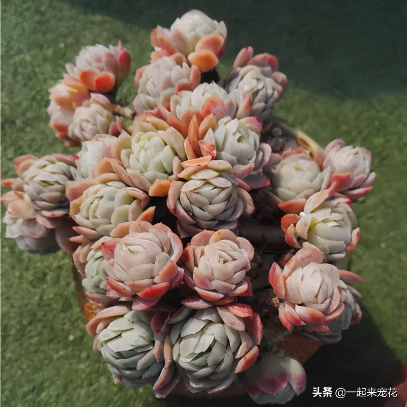 多肉冰梅老桩养殖方法,夏季冰梅多肉怎么养