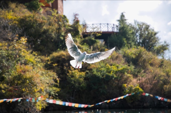 消失的地平线上的“香巴拉”和“女儿国”（二）