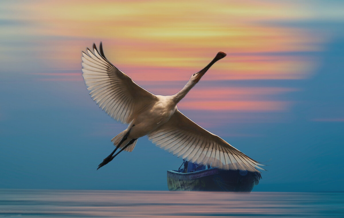 广东常见鸟类图谱图文,广东常见鸟类图谱