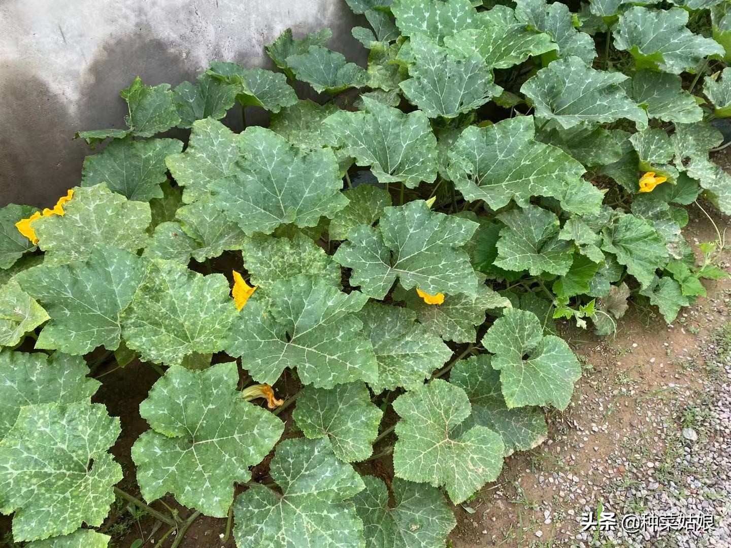 南瓜正确的修剪方法幼瓜才能多结,南瓜怎样管理才会多结瓜