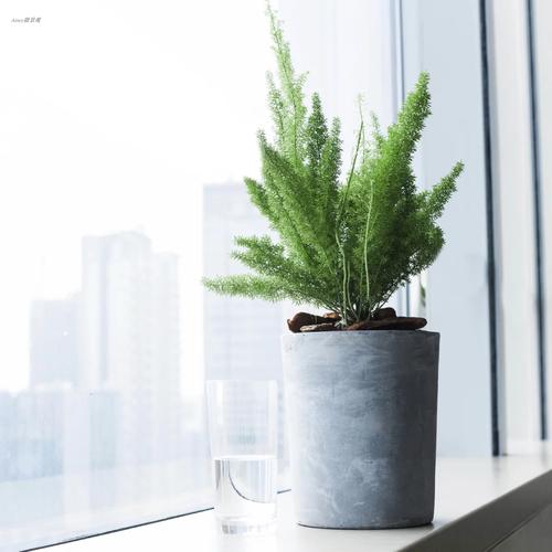 狐尾竹怎么养殖,凤尾竹怎么养能开花爆盆