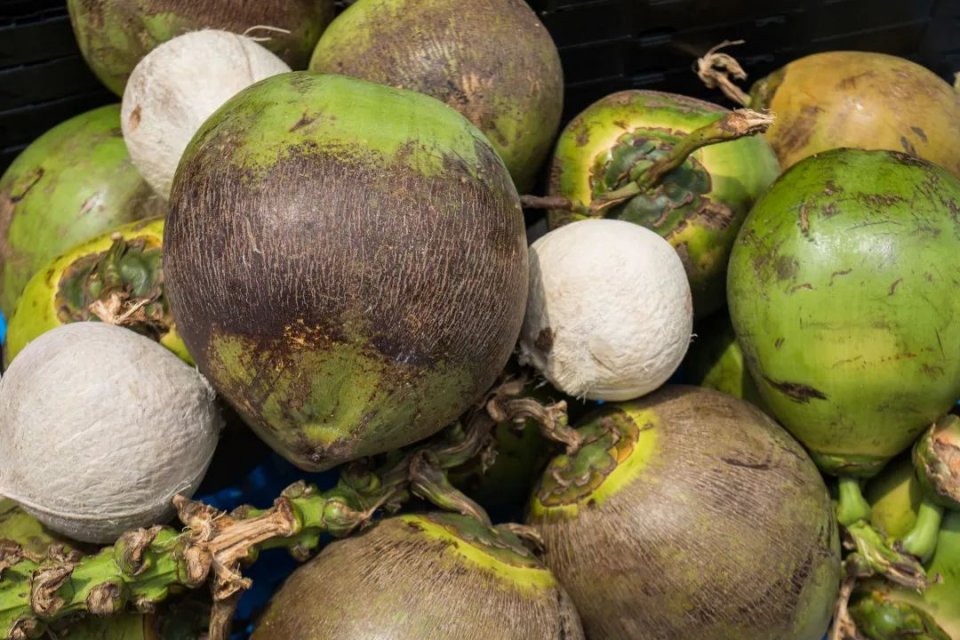 椰子鸡6个人一只鸡够吗,三个椰子原生态椰子鸡188套餐