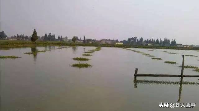 螃蟹要怎么养殖才是最好的,螃蟹的养殖技术和方法