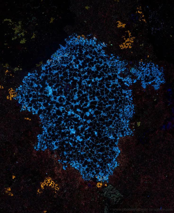 紫外线外星人真的存在吗,外星生命紫外线