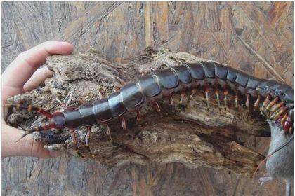 世界上最大的蜈蚣100米外形图,世界最大加拉帕比斯巨人蜈蚣