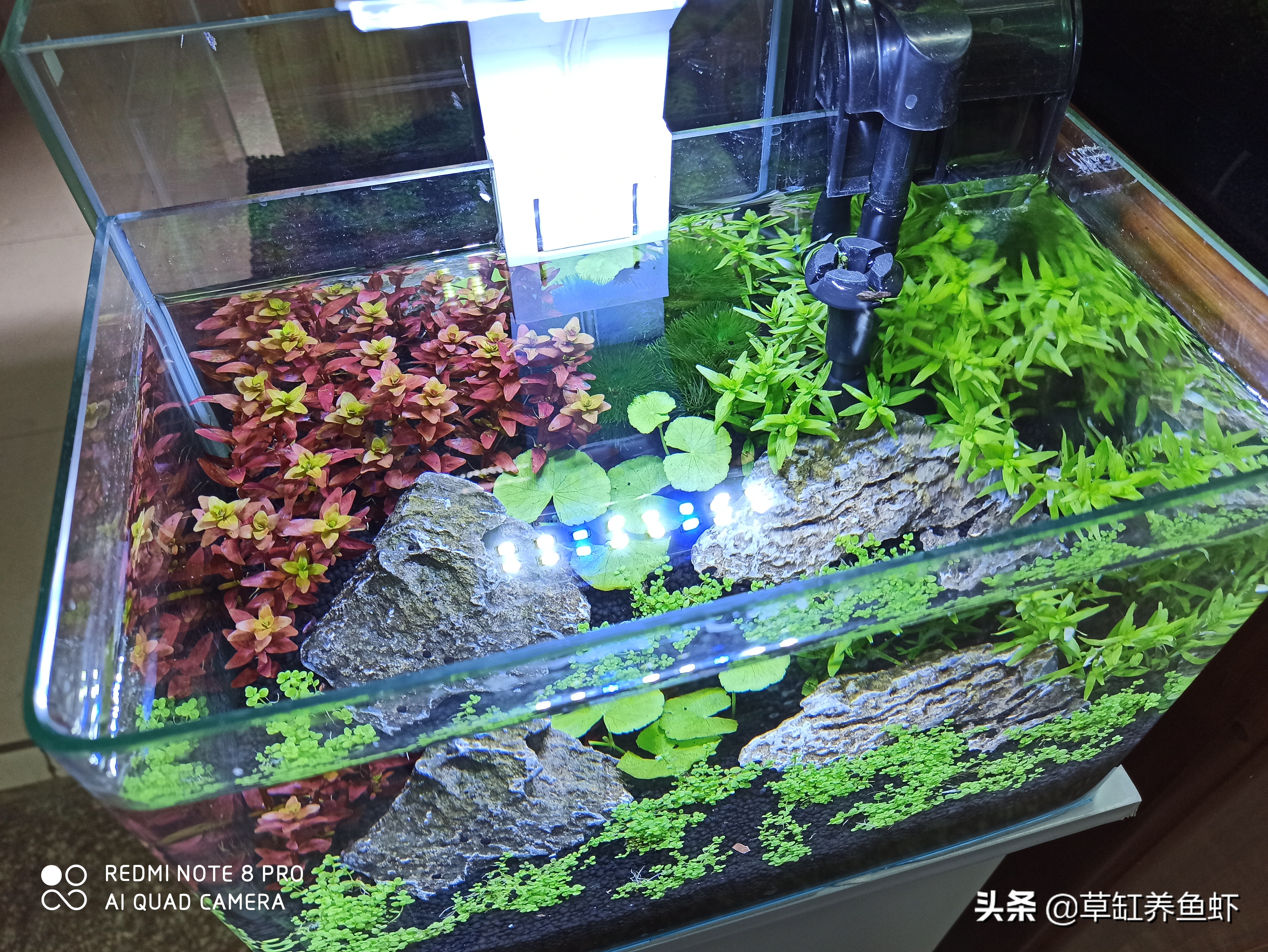 新手养鱼爱折腾,新手养鱼心理