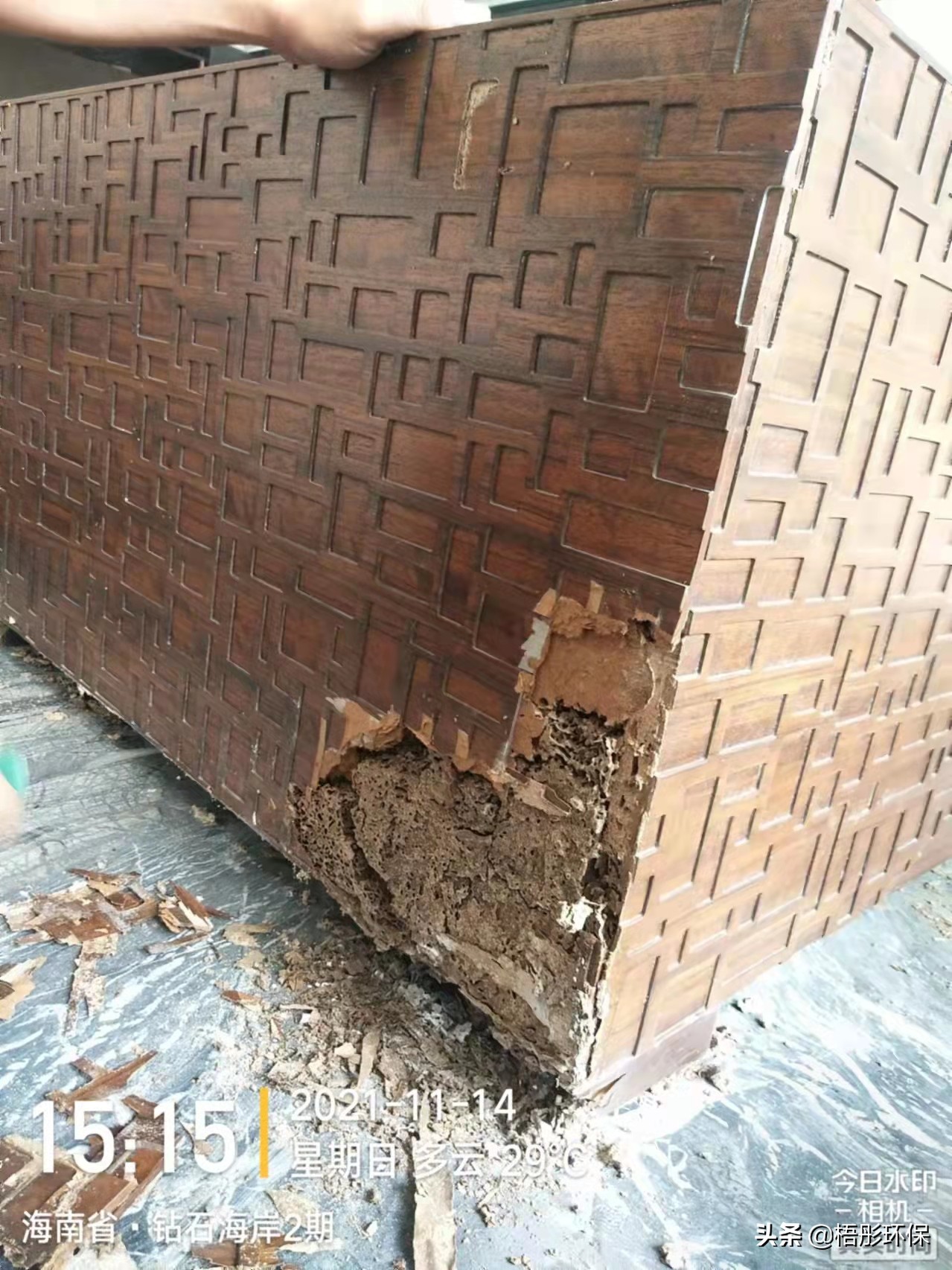 黑翅白蚁和家白蚁习性的区别,家里出现白蚁怎么消灭白蚁最快