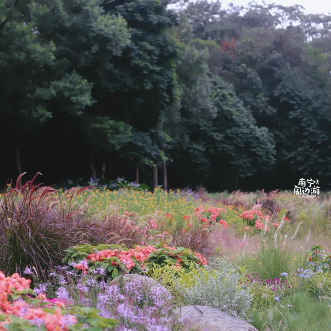 南宁花海公园在哪里,南宁嘉和城附近花海