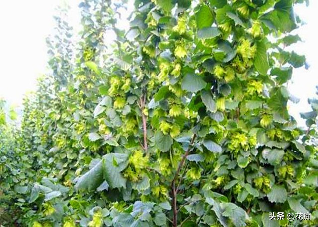 榛子树如何剪枝榛子结果多,哪种榛子树高产