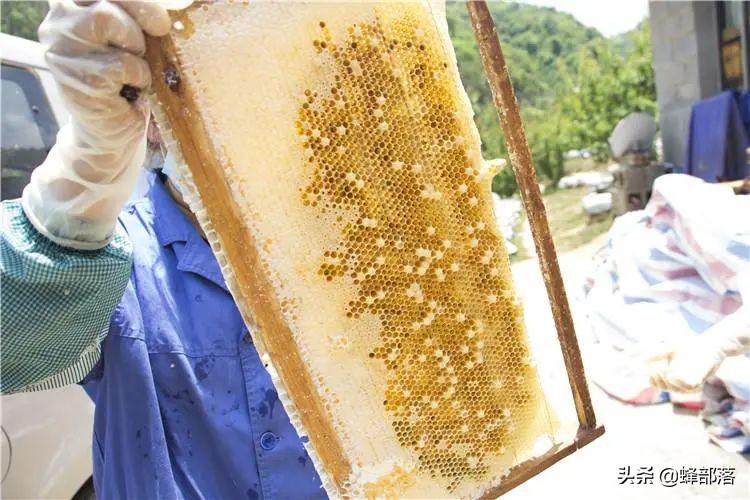 土蜂蜜100元一斤没人买,中华蜂土蜂蜜100%纯蜂蜜