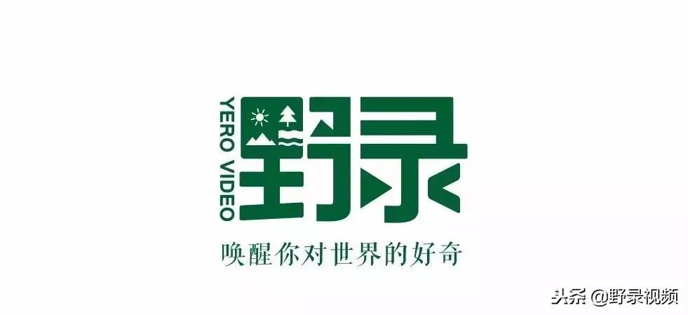 敖鲁古雅原始部落驯鹿喂草,敖鲁古雅驯鹿旅行