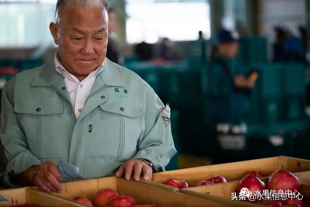 为什么日本苹果质量比中国的好,日本青森苹果种植