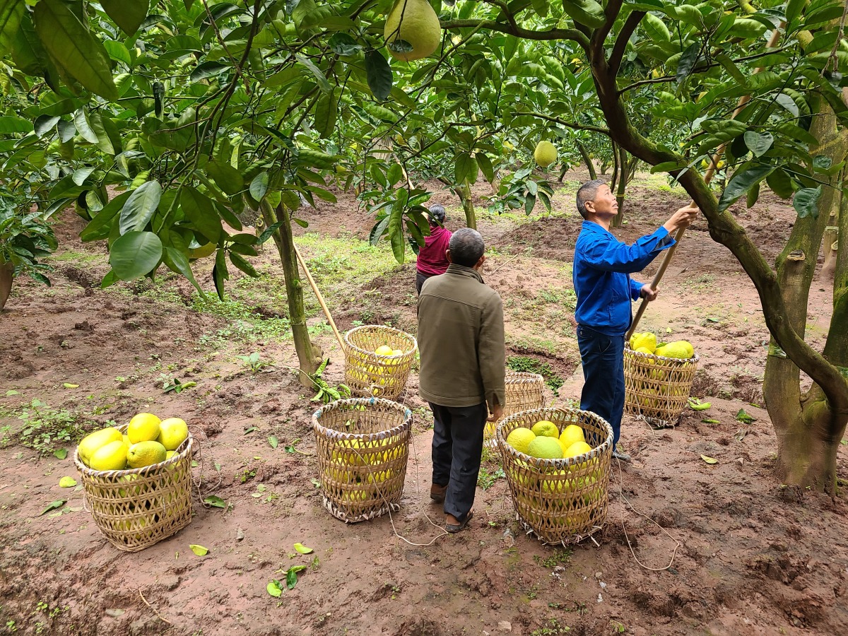 广安龙安柚上市时间,广安龙安柚去哪里采摘