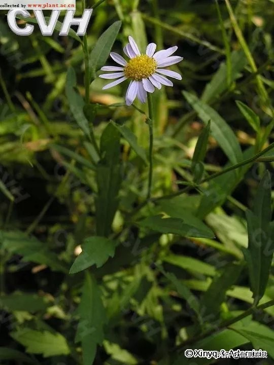 农村比较常见的中草药,农村不可碰的十种草药