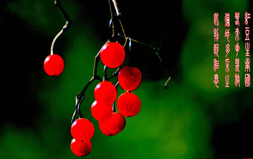 红豆生南国红豆代表什么意思,红豆生南国说的是哪种红豆