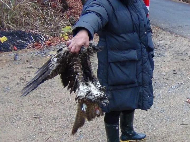 “听说吃老鹰脑壳可以治头疼，所以我就抓来跟我妈一起吃”