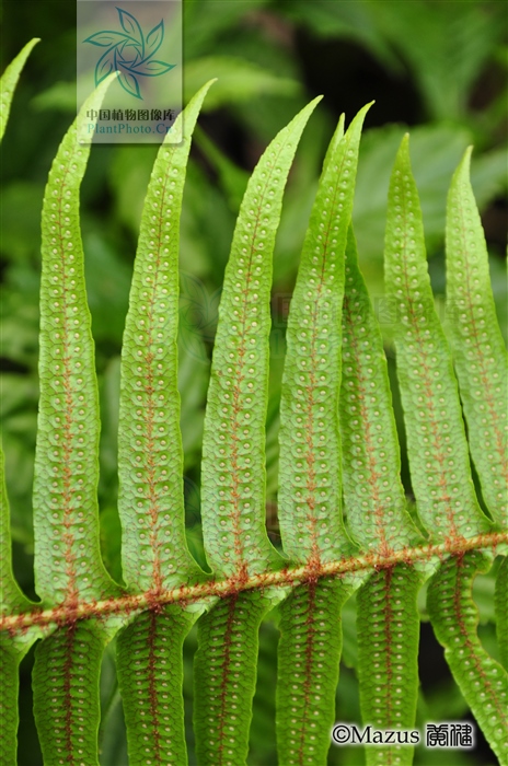 骨碎补外用可以治风湿骨病吗,关节炎骨折祖传秘方