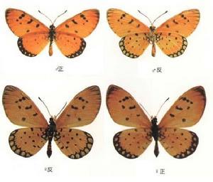 世界上的各种蝴蝶,为什么世界上有五彩斑斓的蝴蝶