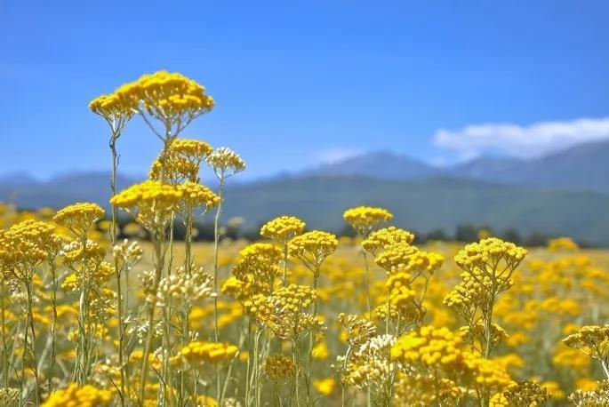 永久花精油成分,正宗玫瑰花精油