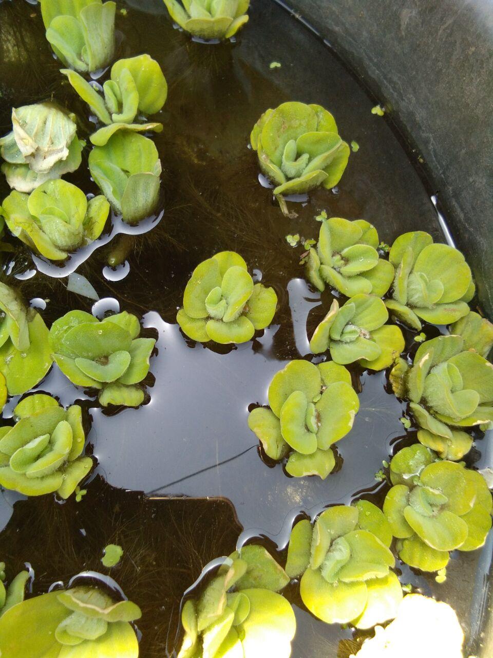 鱼缸小鱼太孤单，给上几株水芙蓉！净化水质鱼儿开心，怎么养？