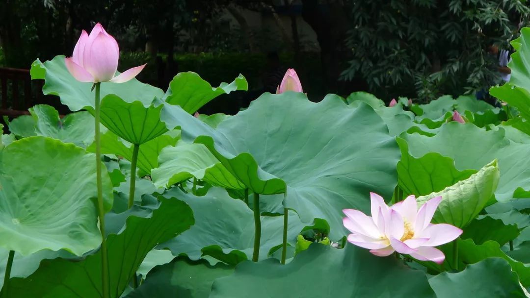 100种常见观叶植物图鉴史上最全,农村常见的100种植物